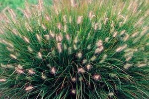 Grass Pennisetum 'Alopecuroides'